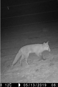 trail camera shot fox