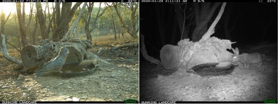 Gang-gang Cockatoo in daylight, and a rabbit at night, photographed using a GDL trail camera.