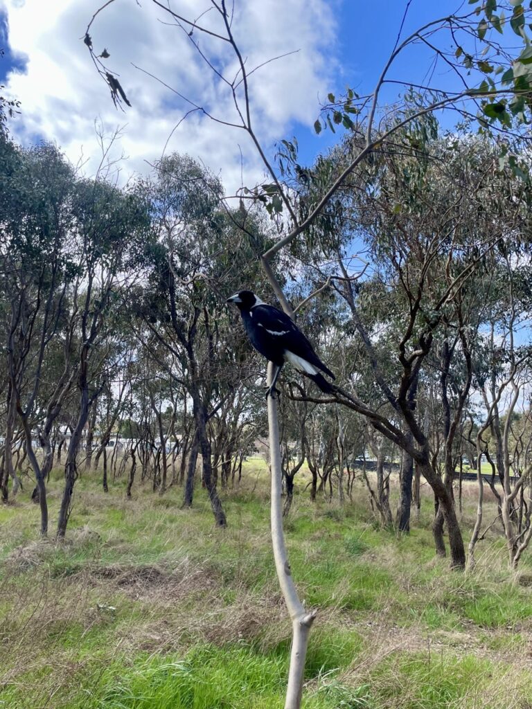 Image of Australian magpie perched on slender tree branch